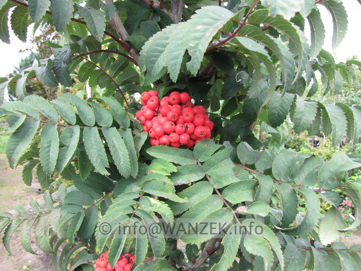 Sorbus aucuparia Fastigiata 03 Beeren.JPG